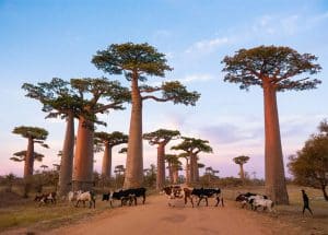 Giới thiệu về Madagascar